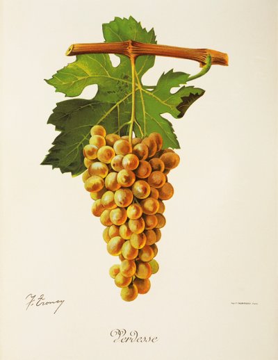 Verdesse Grape by Jules Troncy