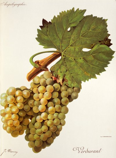 Verdurant grape by Jules Troncy