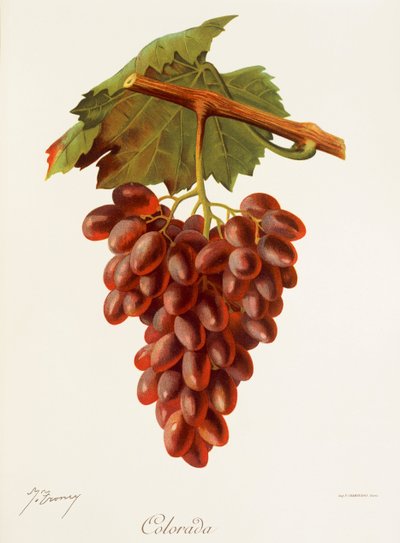 Colourada Grape by Jules Troncy