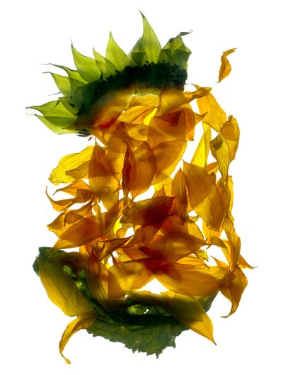 Chiquita Sunflower by Julia McLemore