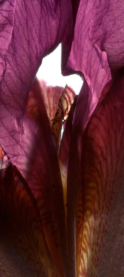 Iris Shrine Purple by Julia McLemore