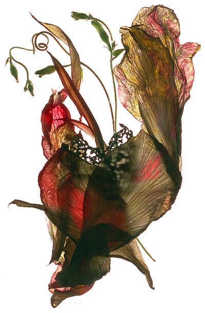 Morning Glory Canna Heart by Julia McLemore