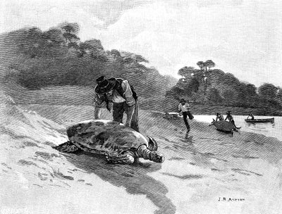 Turtle Catching, 1886 by Julian Ashton