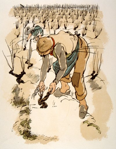 Humorous Wine Illustration 1946 by Julien Pavil