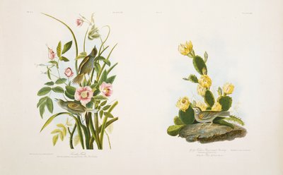 Seaside Finch/Grass Finch, or Bay-Winged Bunting, after J.J. Audubon