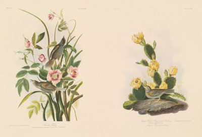 Seaside Finch; and Grafs Finch or Bay-Winged Bunting by Julius Bien after John James Audubon