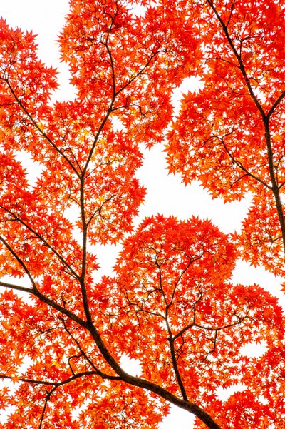Fiery Autumn Maples by KUNIHIRO TAKUMA