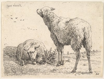Two Sheep, One Shown Frontally in a Reclining Position with Its Legs Folded Underneath, ca. 1655 by Karel Du Jardin