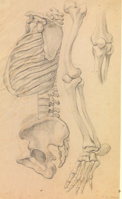 Spine with Rib Cage and Pelvis, Profile to the Left; Also Bones of a Left Leg from Hip to Toe and Detail of a Knee. (1662?) by Karel van III Mander