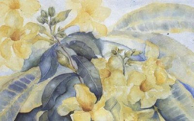 Alamanda or Yellow Bells by Karen Armitage