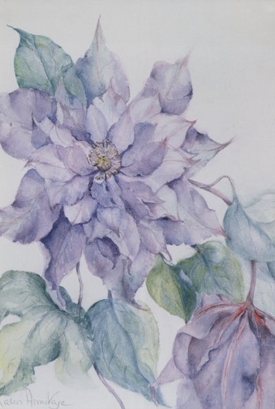 Clematis, Lord Neville by Karen Armitage