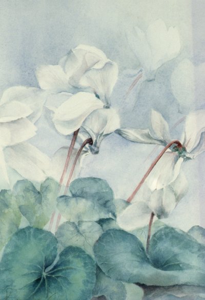 Cyclamen, Triumph White by Karen Armitage