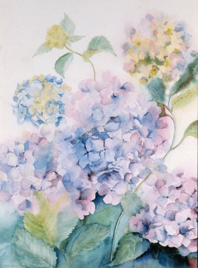 Hydrangea, Blue Wave I by Karen Armitage