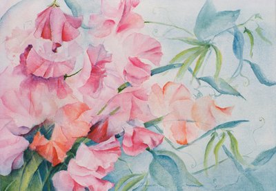 Lathyrus Odoratus, Sweet Pea by Karen Armitage
