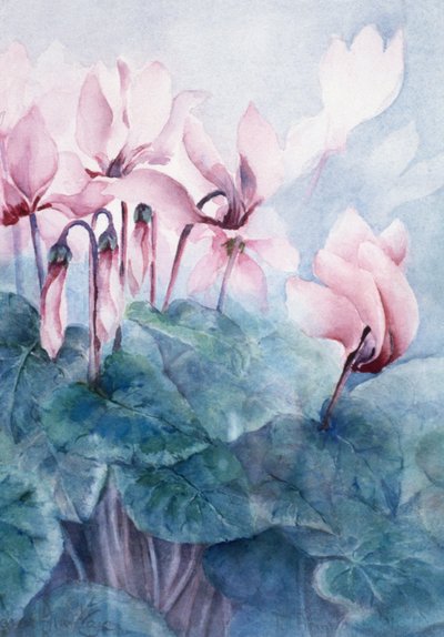 Pink Cyclamen Pseudibericum by Karen Armitage