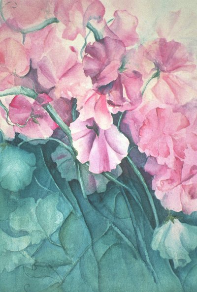 Sweet Peas, Pink Pride by Karen Armitage