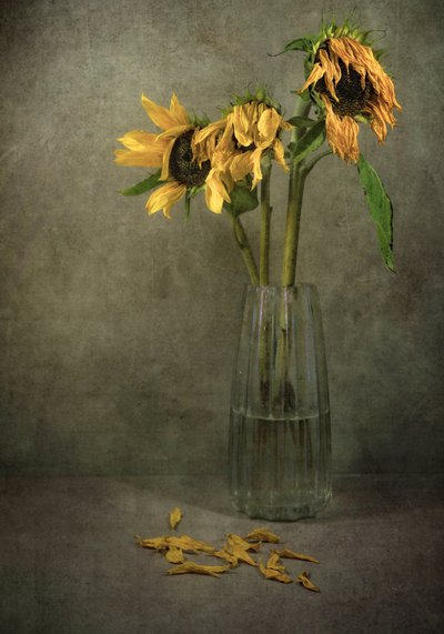 Melancholy Sunflower Blooms by Karen Smalley