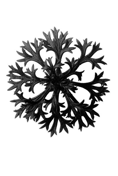 Original forms of art by Karl Blossfeldt