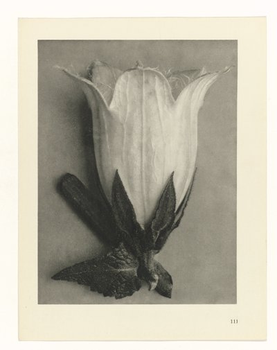 Plant Studies by Karl Blossfeldt