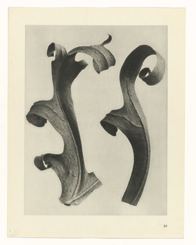 Plant Studies (Urformen der Kunst: photographic plant images series) by Karl Blossfeldt