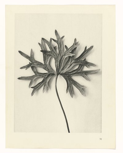 Plant Studies (Urformen der Kunst: photographic plant images series) by Karl Blossfeldt