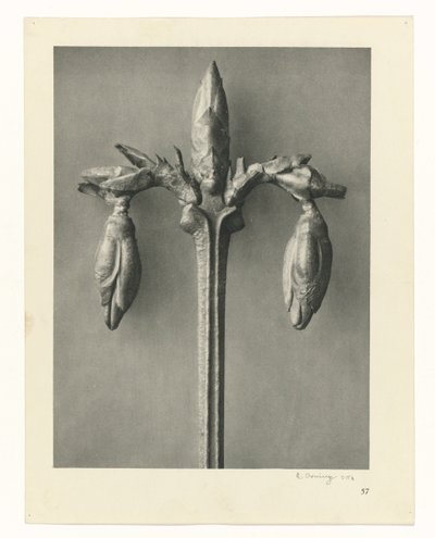 Plant Studies (Urformen der Kunst: photographic plant images series) by Karl Blossfeldt
