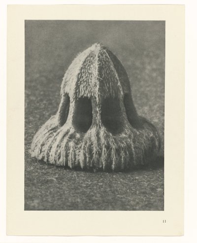 Plant Studies (Urformen der Kunst: photographic plant images series) by Karl Blossfeldt
