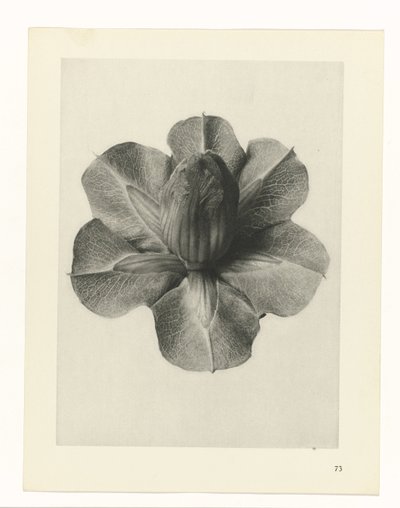 Plant Studies (Urformen der Kunst: photographic plant images series) by Karl Blossfeldt