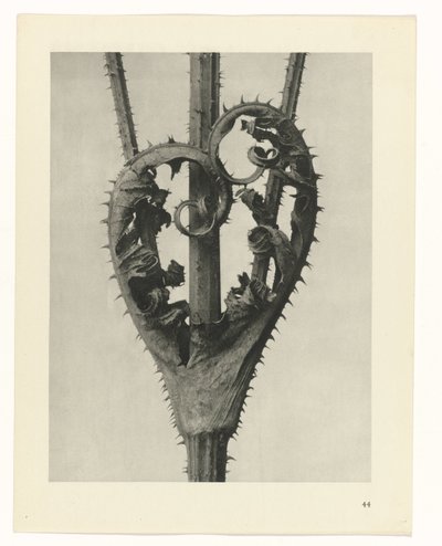 Plant Studies (Urformen der Kunst: photographic plant images series) by Karl Blossfeldt