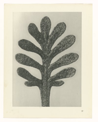 Plant Studies (series title: Urformen der Kunst: Photographic Plant Images) by Karl Blossfeldt