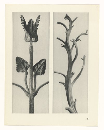 Plant Study (Urformen der Kunst series) by Karl Blossfeldt