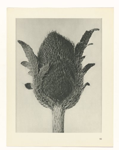 Plant Study (Urformen der Kunst series) by Karl Blossfeldt