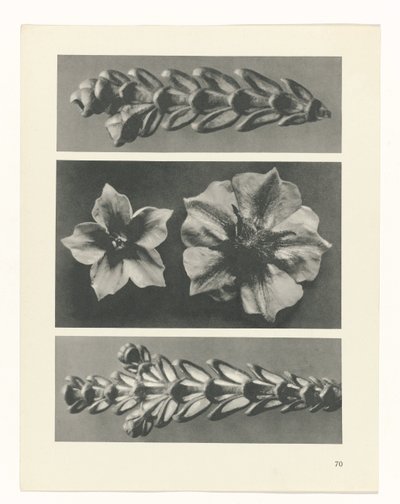 Plant Study (series title: Urformen der Kunst) by Karl Blossfeldt