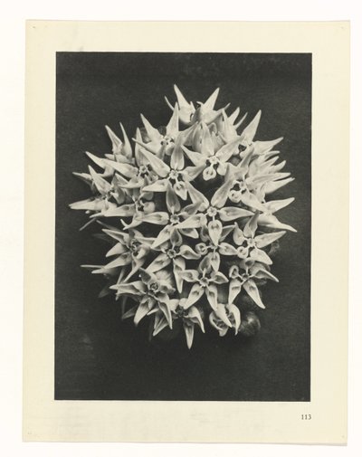 Plant Study (series title: Urformen der Kunst) by Karl Blossfeldt