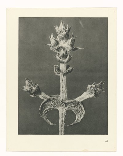 Plant Study (Urformen der Kunst series) by Karl Blossfeldt