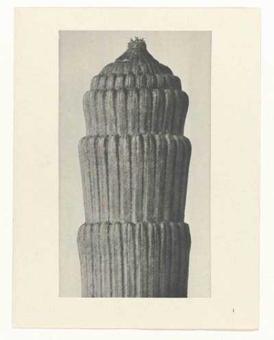 Plant Study, Equisetum hiemale (series title: Urformen der Kunst) by Karl Blossfeldt