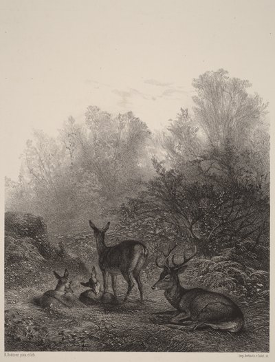 Deer at Rest by Karl Bodmer