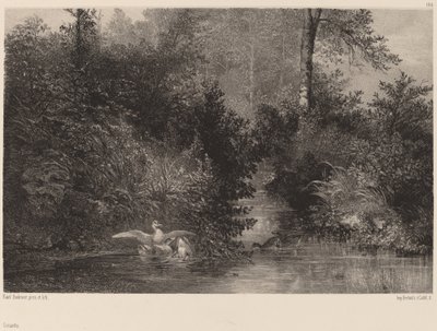 Ducks by Karl Bodmer