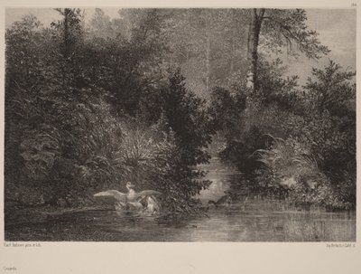 Ducks by Karl Bodmer