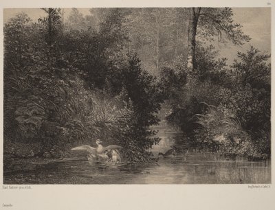 Ducks by Karl Bodmer