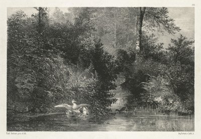 Ducks by Karl Bodmer