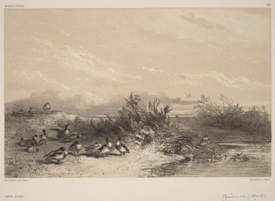 Wild Ducks by Karl Bodmer