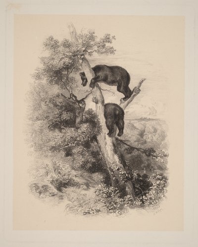 Two Bears by Karl Bodmer