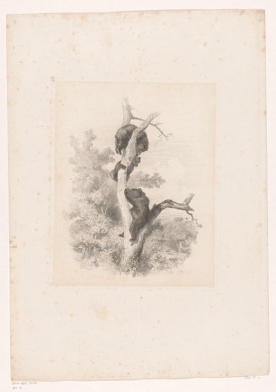 Three Bears in a Tree Landscapes with Animals (series title) by Karl Bodmer