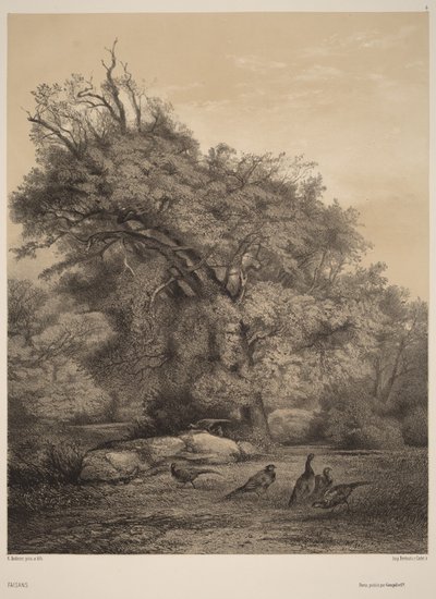 Pheasants by Karl Bodmer