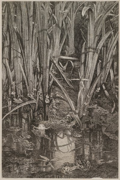 Frogs in the Swamp by Karl Bodmer