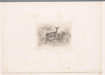 Hind in the Forest by Karl Bodmer