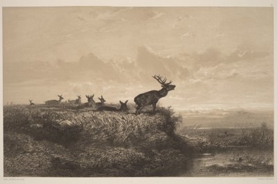 The Morning. Deer and Does by Karl Bodmer