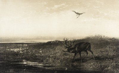 Evening: Stag and Herons by Karl Bodmer