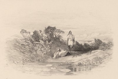 The Two Herons by Karl Bodmer